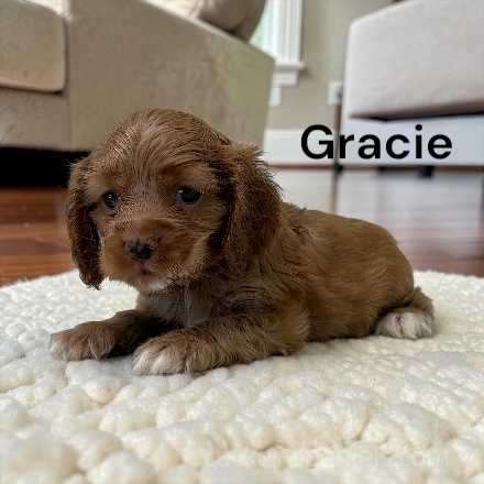 puppy, for, sale, Cocker Spaniel, Joe & Cherri  Overlease, dog, breeder, Miller, MO, dog-breeder, puppy-for-sale, forsale, nearby, find, puppyfind, locator, puppylocator, aca